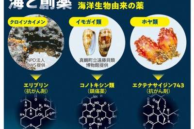 海と創薬　海洋生物由来の薬