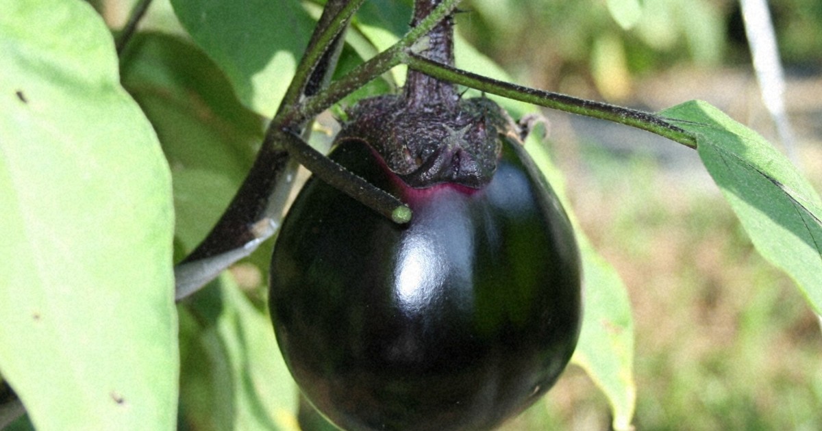Japan PM Takaichi chose symbolic ingredients for lunch with Trump