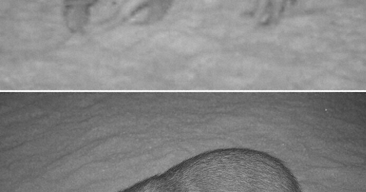 画像が削除されました