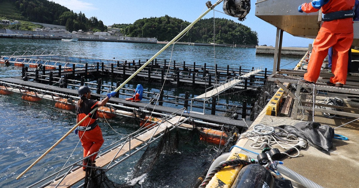 三陸沿岸の養殖サーモン、5年で5倍に　水産大手が方針発表