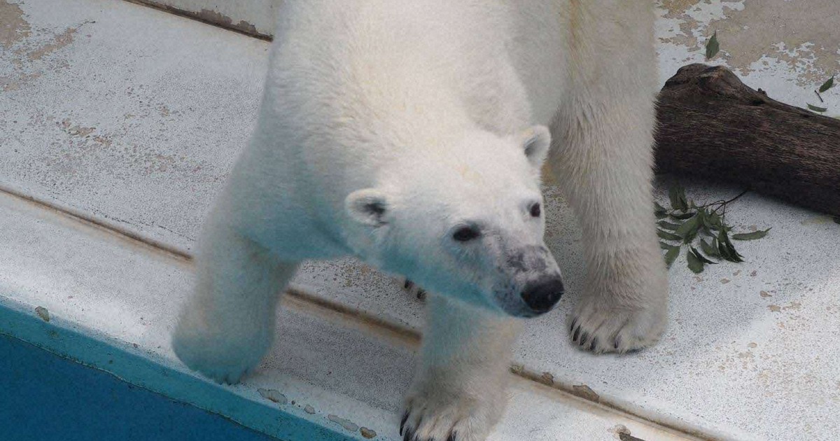 ホッキョクグマのマルル、熊本から北海道に引っ越しへ　イベントも