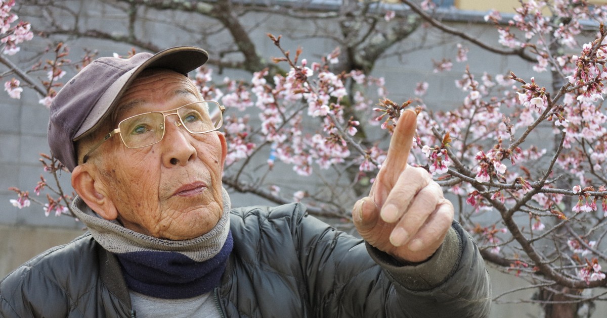桜守」の佐野藤右衛門さん死去 97歳 祇園しだれ桜など育成に尽力