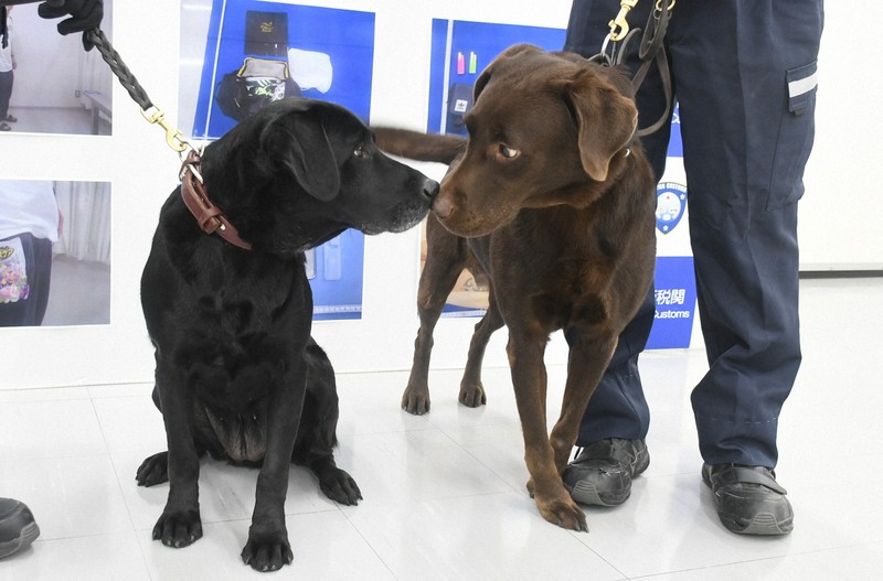 引退間近の探知犬お手柄 関空でタイから到着の液体大麻20キロ発見