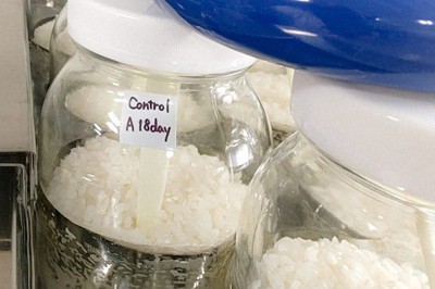 奈良先端大の渡辺大輔研究室で醸造されている日本酒＝渡辺大輔准教授提供