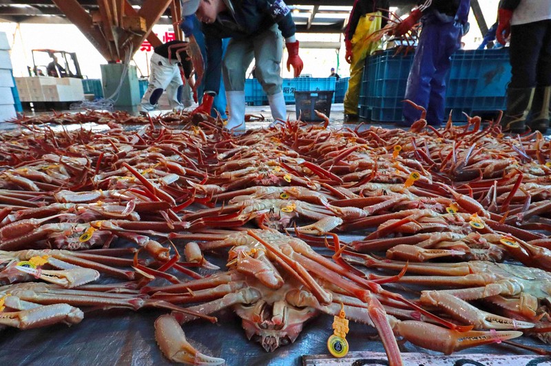 日本海でズワイガニ漁が解禁 福井では「越前ガニ」の初競り | 毎日新聞