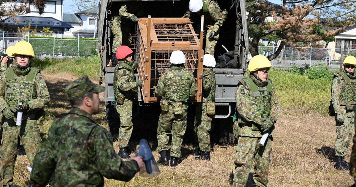 Japan deploys Self-Defense Forces to counter a surge in bear attacks