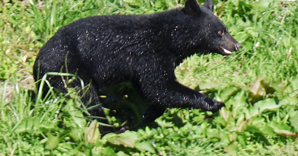 Japan police amend rules to allow officers to use rifles against bears