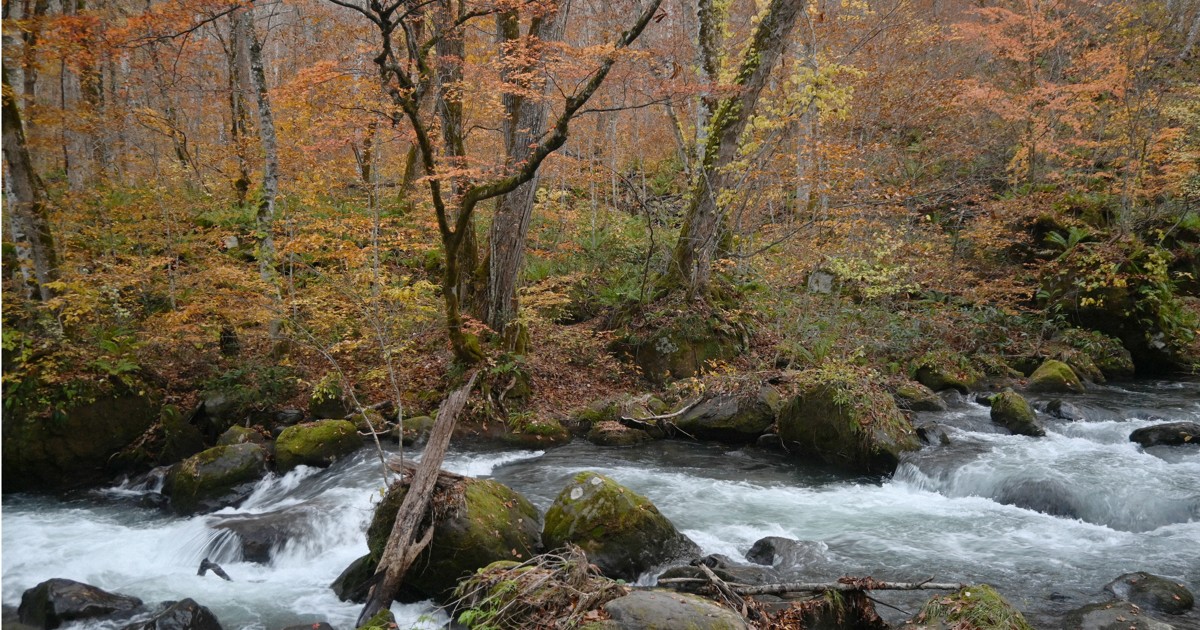 散策静かに楽しみ 奥入瀬渓流で紅葉が終盤 青森・十和田 | 毎日新聞