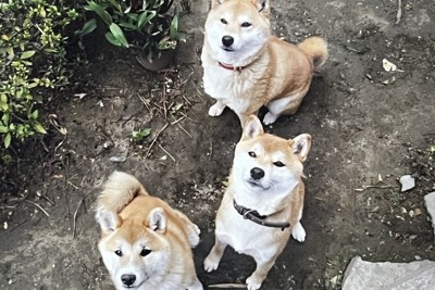 犬の認知症緩和にミカンの皮の成分　イグ・ノーベル賞受賞者らが実証