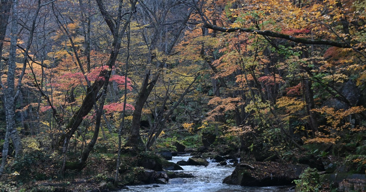 散策静かに楽しみ 奥入瀬渓流で紅葉が終盤 青森・十和田 [写真特集1/5