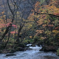 散策静かに楽しみ 奥入瀬渓流で紅葉が終盤 青森・十和田 [写真特集1/5