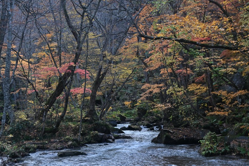 散策静かに楽しみ 奥入瀬渓流で紅葉が終盤 青森・十和田 [写真特集1/5