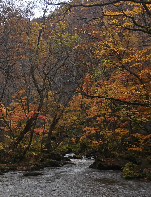 散策静かに楽しみ 奥入瀬渓流で紅葉が終盤 青森・十和田 [写真特集1/5