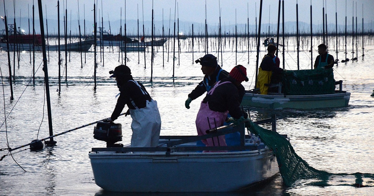 Easy Japanese news in translation: Nori seaweed farming begins in Kyushu's Ariake Sea
