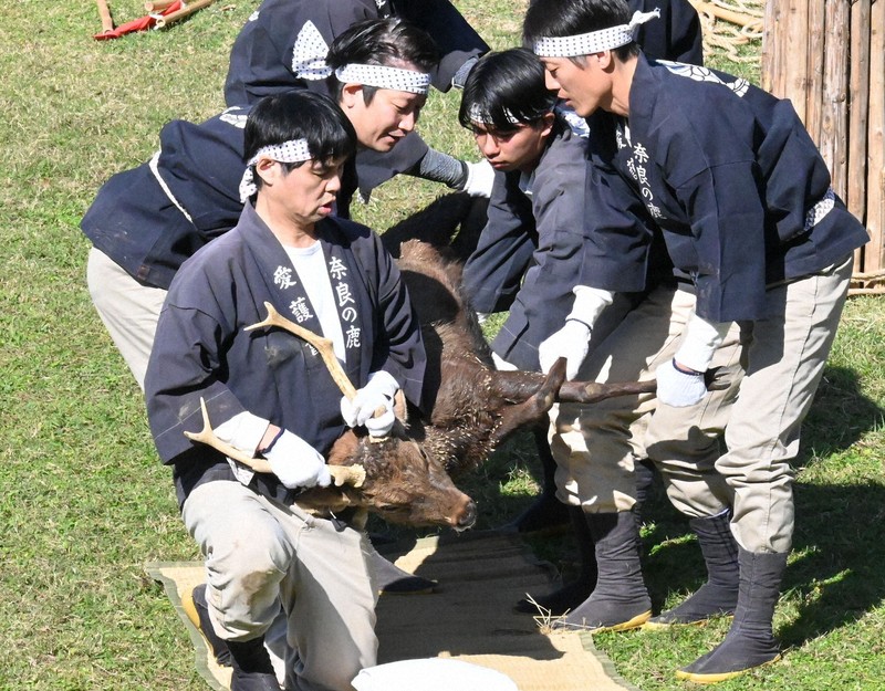 奈良 秋の伝統行事「鹿の角きり」始まる 勢子との攻防に歓声 | 毎日新聞