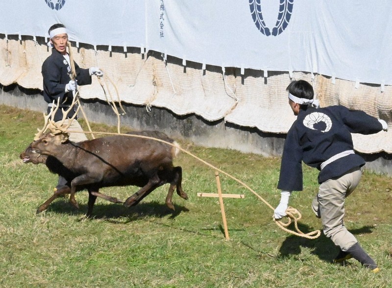 奈良 秋の伝統行事「鹿の角きり」始まる 勢子との攻防に歓声 | 毎日新聞