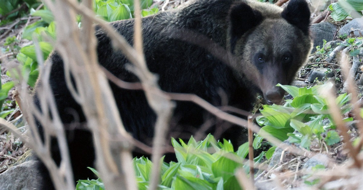 ヒグマと列車の衝突、過去最多の56件に JR北海道 宗谷線で多く | 毎日新聞