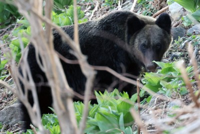 ヒグマと列車の衝突、過去最多の56件に JR北海道 宗谷線で多く | 毎日新聞