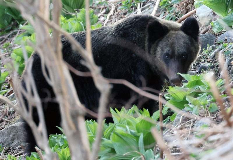 ヒグマと列車の衝突、過去最多の56件に JR北海道 宗谷線で多く | 毎日新聞
