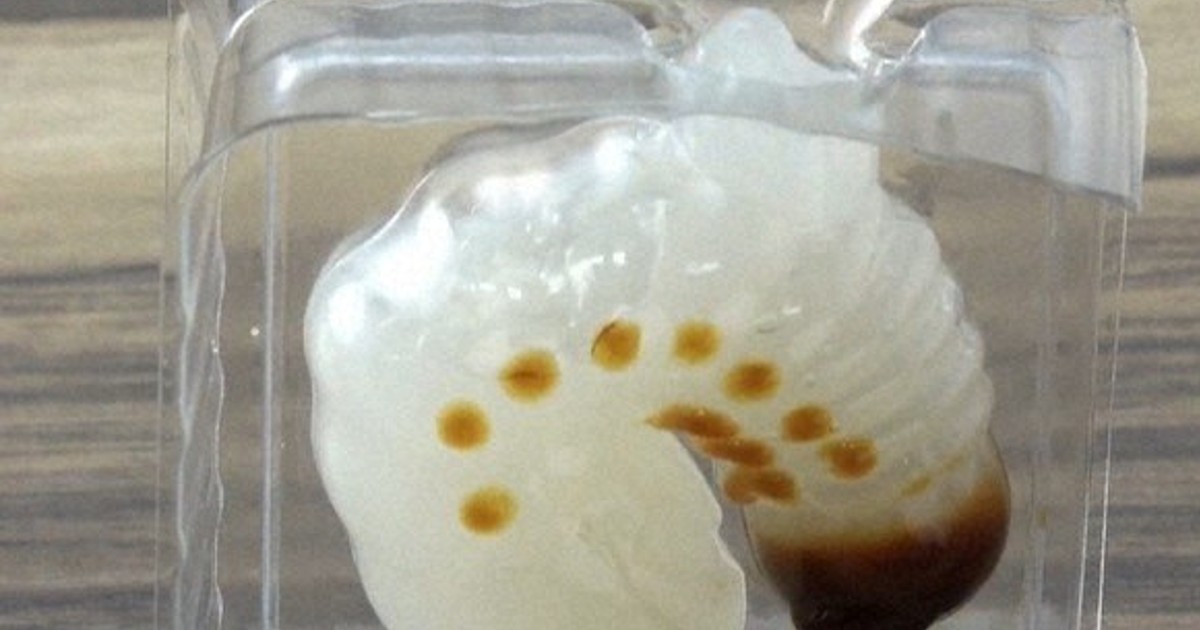 虫」好きは「無視」できない？ リアルな手作りゼリー、否定覆し大