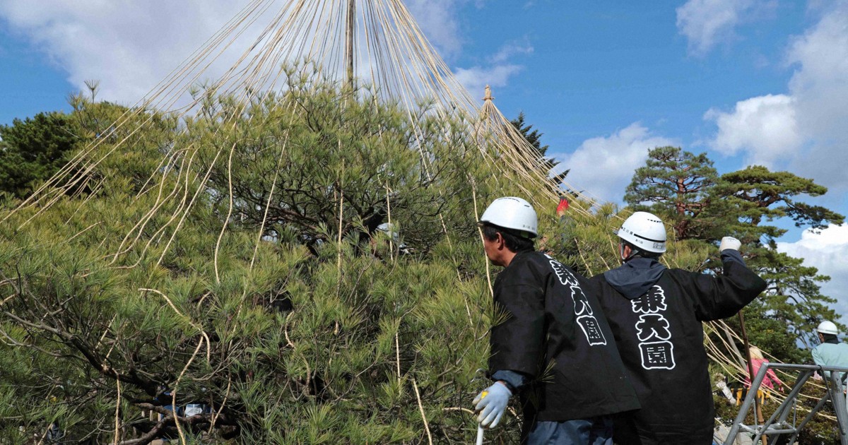 Easy Japanese news in translation: Work begins to protect trees from snow at Kenroku-en