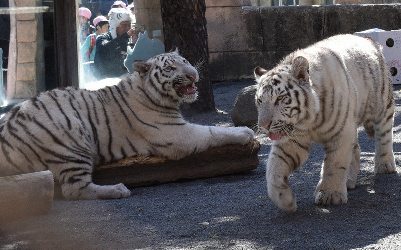 ホワイトタイガー兄弟が1歳に 「肉ケーキ」ぺろり 東武動物公園 | 毎日新聞