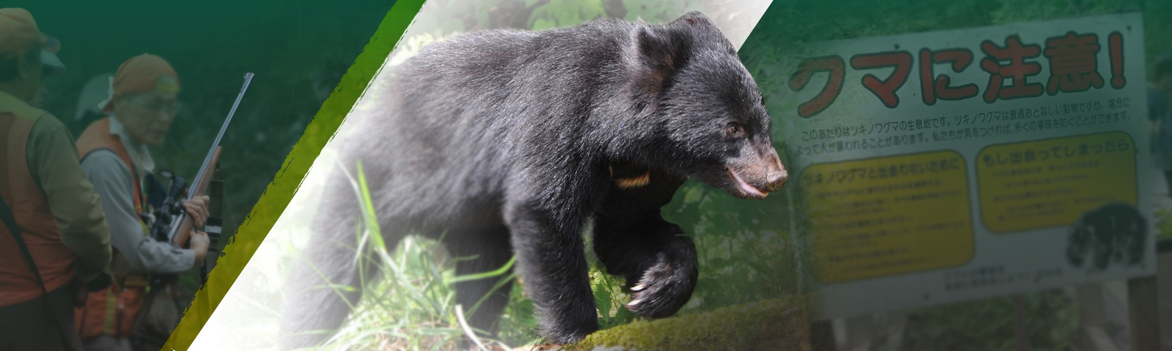 特集 クマと向き合う