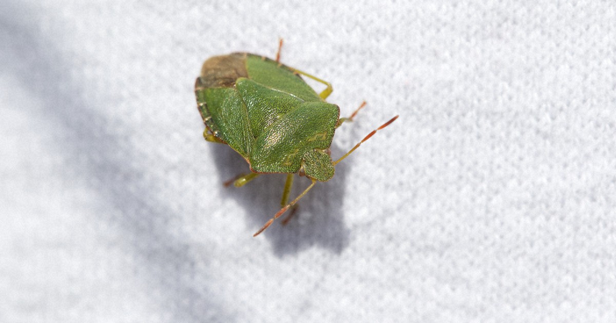 秋になると家にカメムシが来るのはなぜ?　侵入を防ぐ三つの注意点