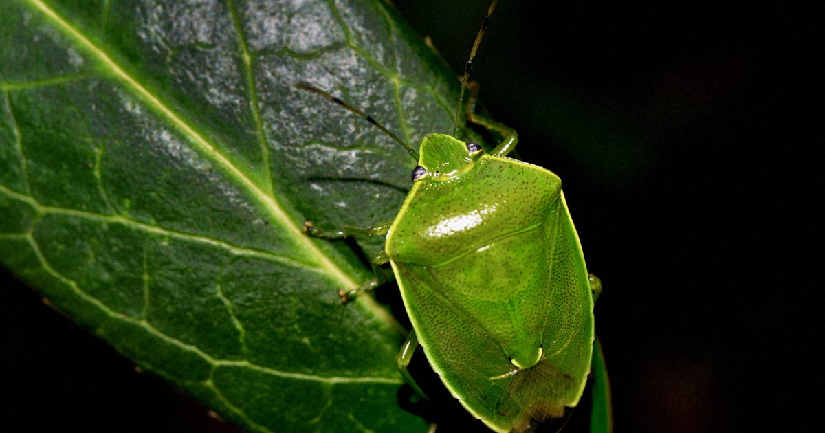 ＜1分で解説＞カメムシ対策の注意点は「暖かい環境、白いもの、光」