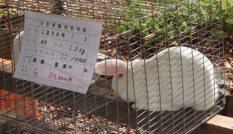 秋田固有のウサギ、猛暑で小さめ 「クマ警戒で環境さらに厳しく