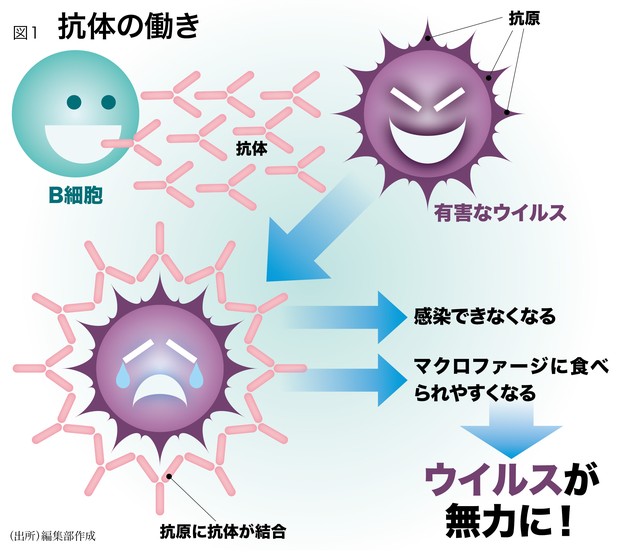 免疫治療最前線：風邪からがんまで ゼロから分かる免疫Q&A 編集部