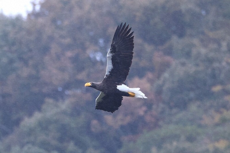 毎小ニュース：話題 おばあちゃんオオワシ、今季も | 毎日新聞