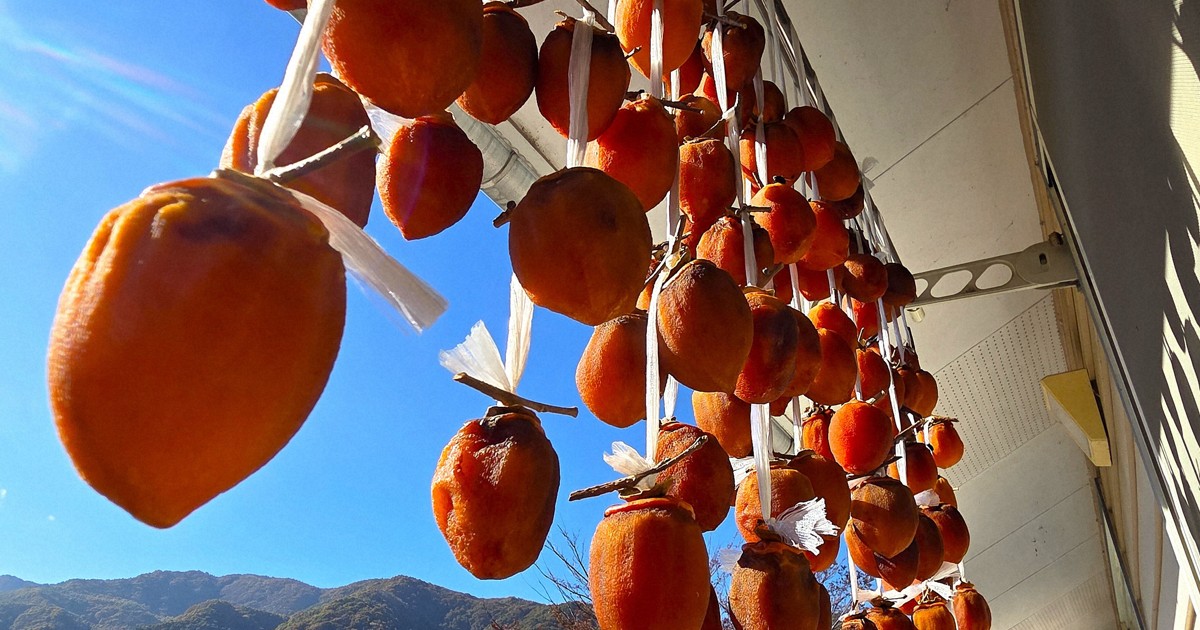 Easy Japanese news in translation: Dried persimmon season arrives in Nagano Prefecture