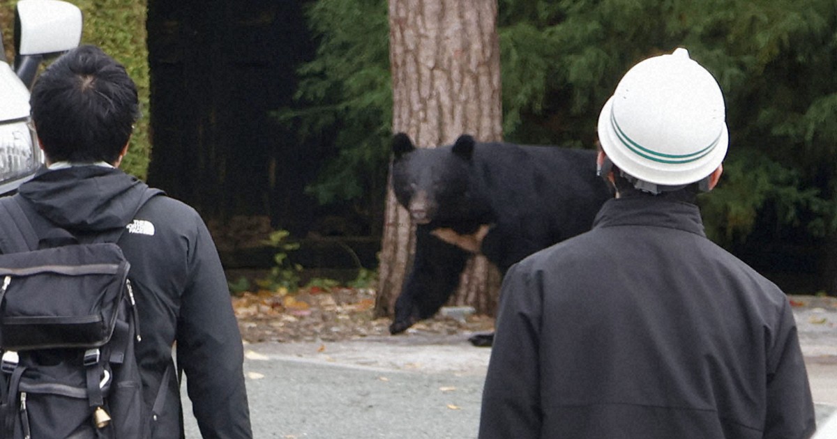 Japan's new rules allowing police to kill bears with rifles take effect
