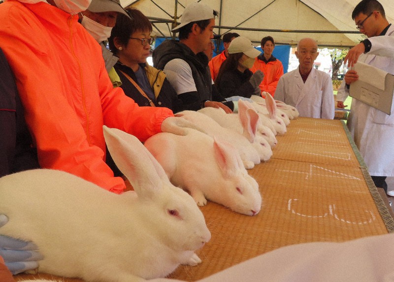 うさぎ　確認ページ うさぎのしっぽ通販は、『うさぎと暮らす 89号』を全国へお届け