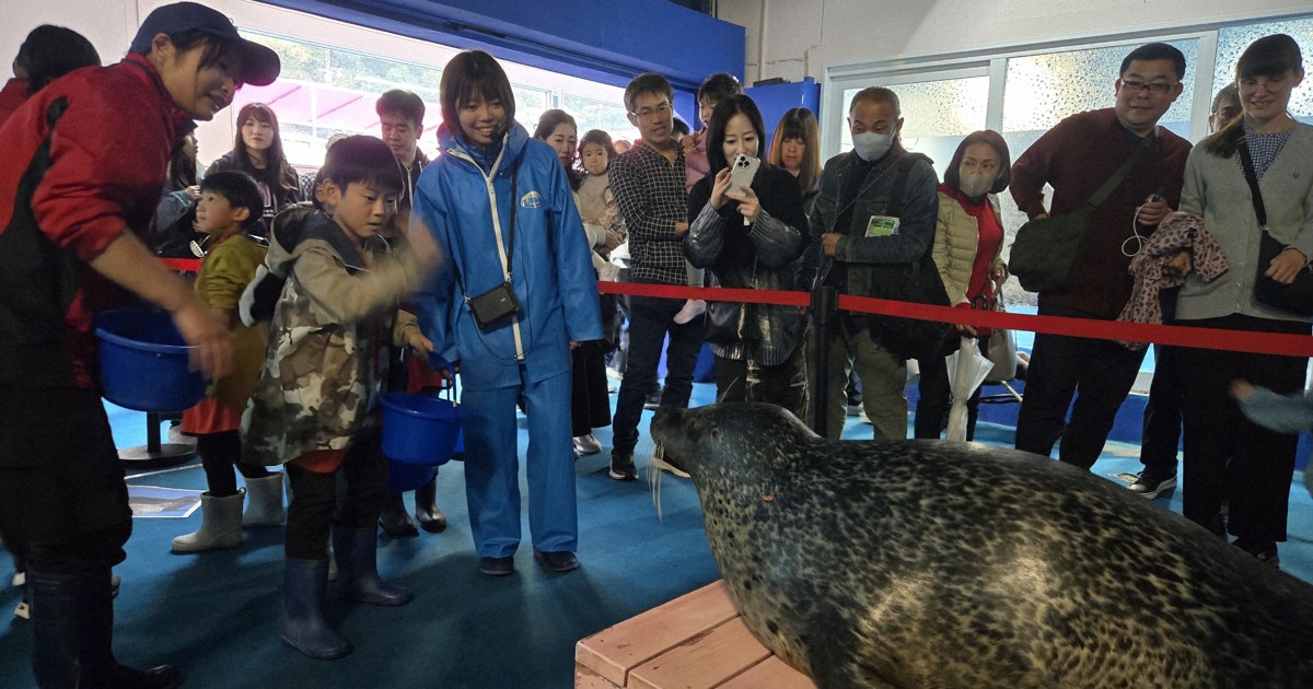 Easy Japanese news in translation: Children try feeding seal at aquarium in Mie Prefecture