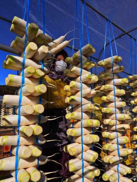 上野大根 白く輝く 諏訪 信州の伝統野菜 天日干し ／長野 | 毎日新聞