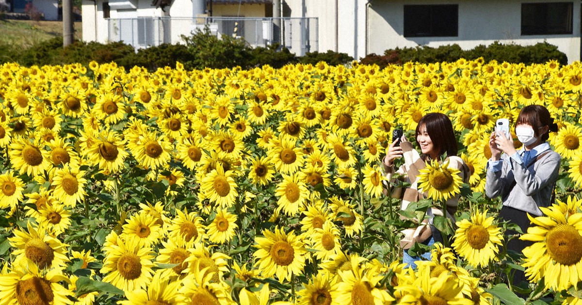 休耕田でヒマワリ10万本が見ごろ 過疎化進む地域に明るさを 福岡