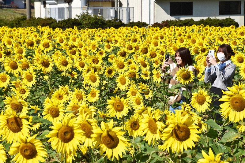 休耕田でヒマワリ10万本が見ごろ 過疎化進む地域に明るさを 福岡