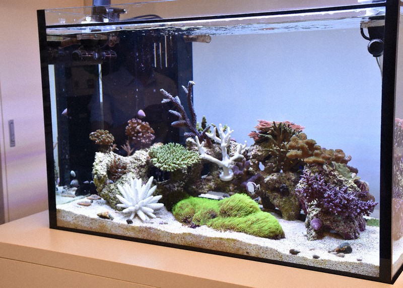 未来につなぐ人工サンゴ 万博サウジ館から関大に寄贈 環境回復向け共同