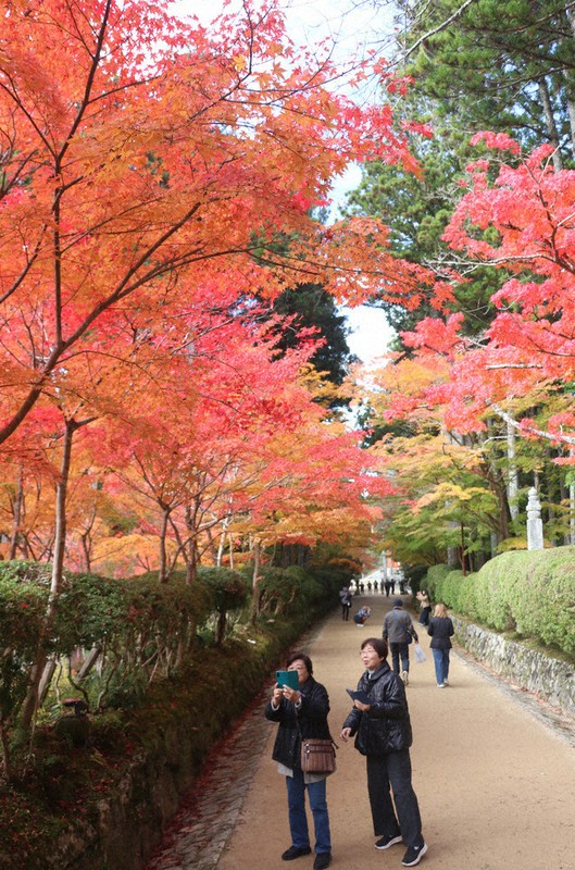色づく木々、秋深まる 高野山・紅葉見ごろ ／和歌山 | 毎日新聞