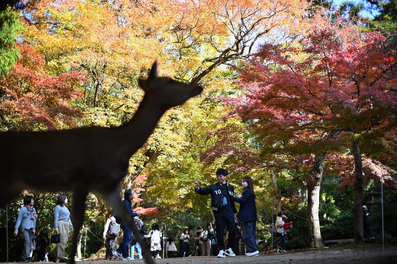 紅葉の名所・宮島、カエデやモミジ色づき始める 見ごろは11月下旬