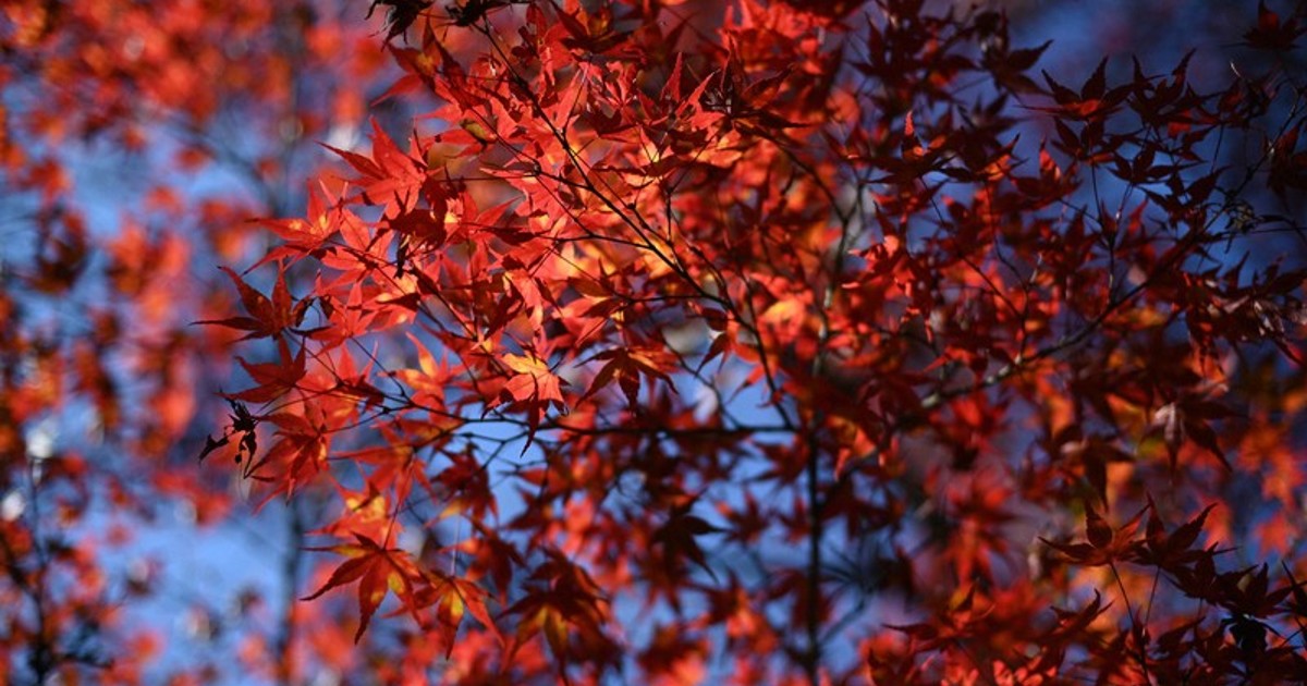 In Photos: Autumn leaves captivate visitors to Hiroshima Pref ...