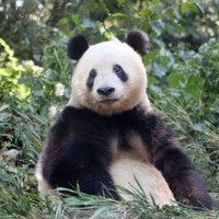 2015年 パンダ(新品) パンダ(2015年12月～2018年7月) 4×4テッラ| トヨタ自動車のクルマ