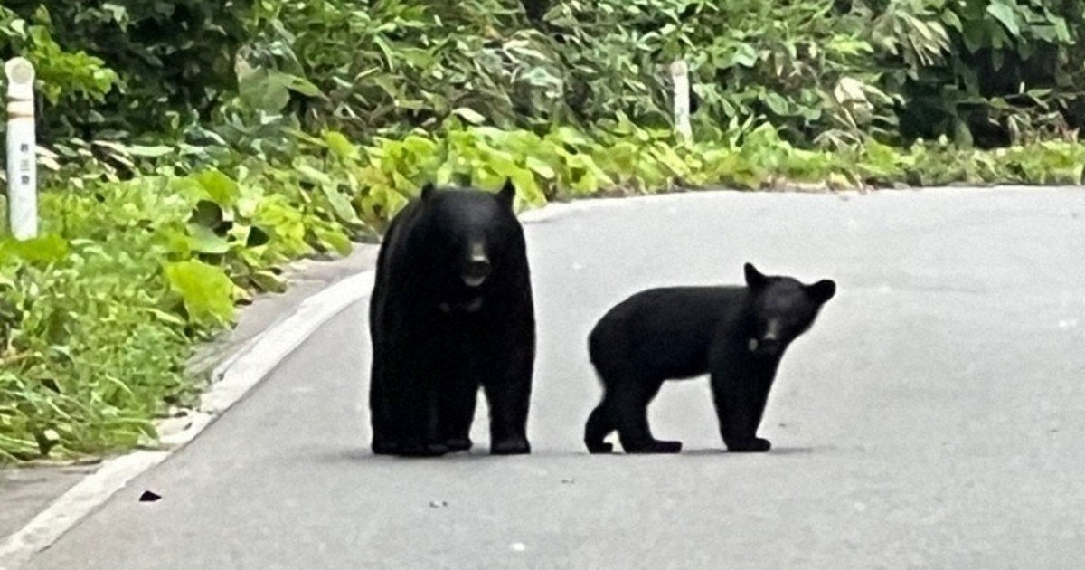 No. of bear attack victims in Japan in April-Oct. hits record high of 196