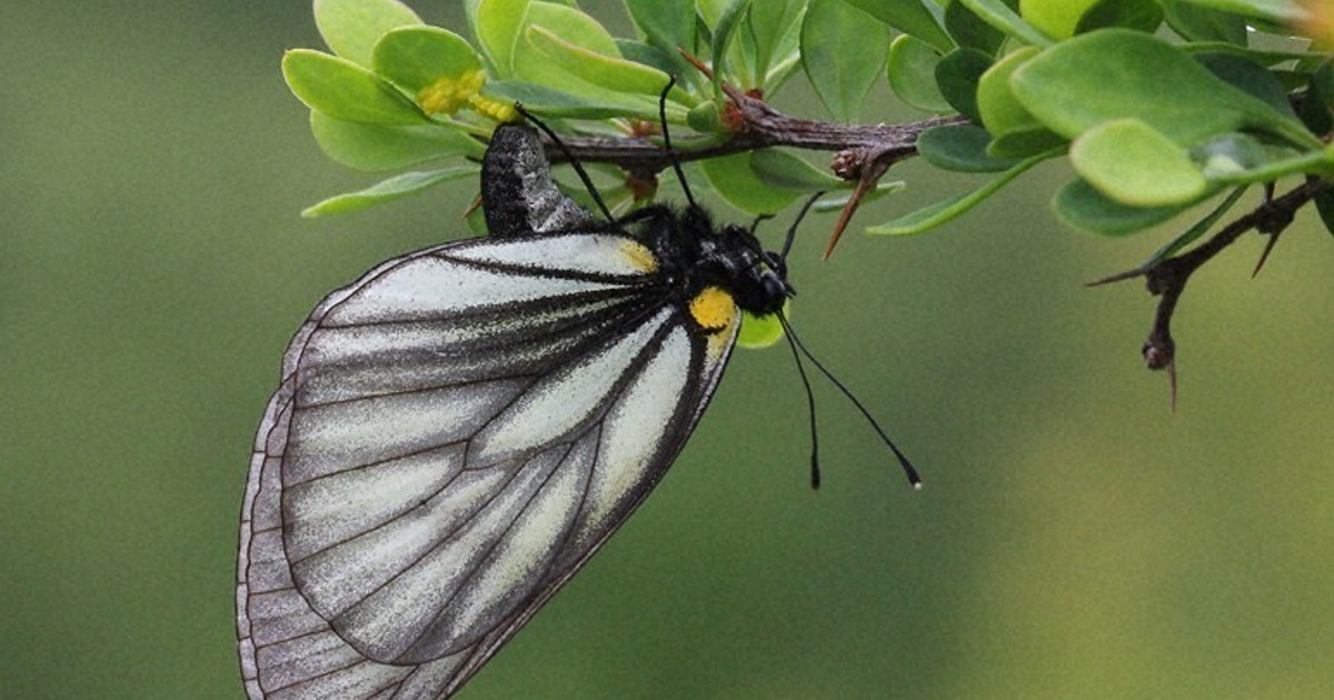 蝶標本　ミヤマシロチョウ　ペア ミヤマシロチョウ[23018009150]の写真・イラスト素材｜アマナイメージズ