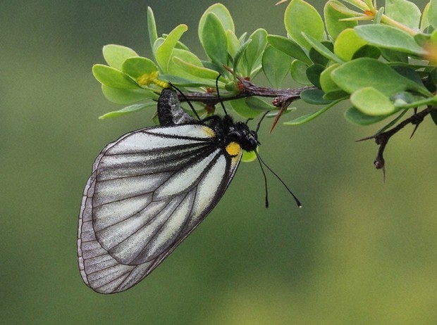 ミヤマシロチョウ生息地 浅間山系で壊滅状態 植生悪化に猛暑が追い打ち