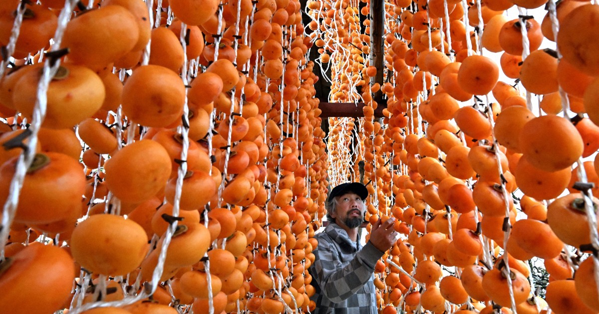 干し柿作りが最盛期　「極上の甘み味わって」　山形・上山