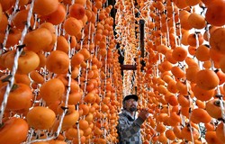 干し柿作りが最盛期 「極上の甘み味わって」 山形・上山 [写真特集1/9