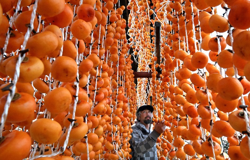 干し柿作りが最盛期 「極上の甘み味わって」 山形・上山 [写真特集1/9